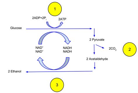 Ethanol fermentation - Wikipedia