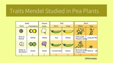 Quiz 1 Gregor Mendel's Experiments