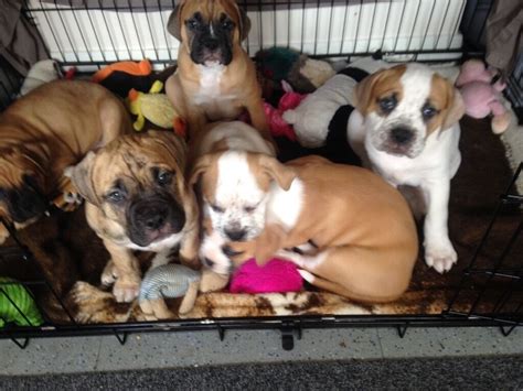 Bull mastiff cross bulloxer puppies | in Sandwell, West Midlands | Gumtree