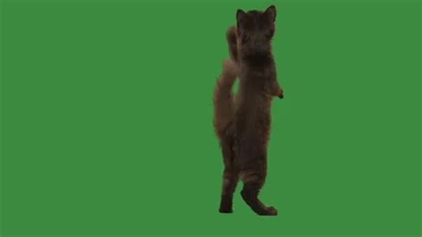 funny cat jumping on a green screen | Stock Video | Pond5