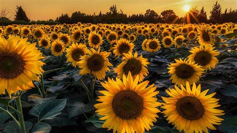 HD wallpaper: sunflower, sunflower field, yellow flowers, sunflowers ...