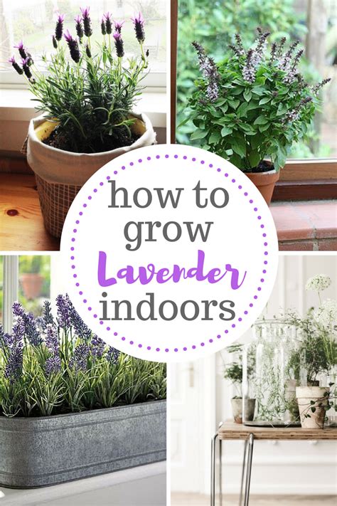 Lavender, How to Grow Lavender Indoors, Growing Lavender indoors, How ...