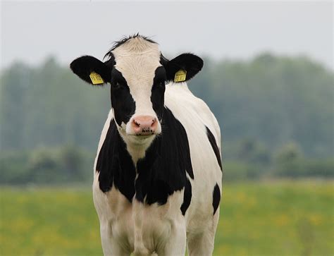 How to determine when a cow is in heat - Farm and Dairy