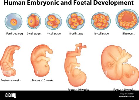 Stages in human embryonic development Stock Vector Image & Art - Alamy