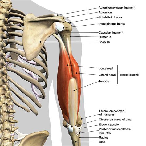 Anatomy Of The Triceps Muscle Anatomy Diagram Book | Images and Photos ...