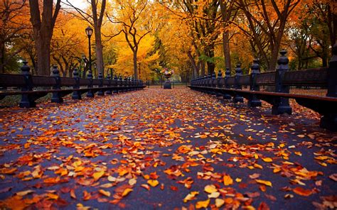 autumn, Nature, Park, Bench, Trees, Leaves, Avenue, New, York ...