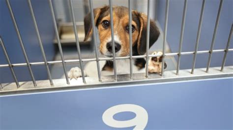 LA Animal Services Pleads for Public to Adopt as Shelters Reach Full ...