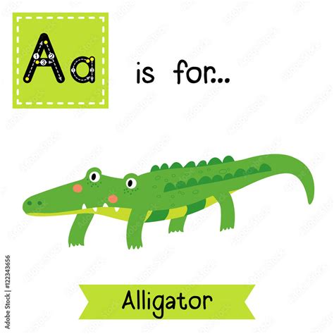 A letter tracing. Alligator. Cute children zoo alphabet flash card ...