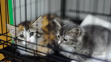 What will happen to animals as OC shelter sees steep drop in adoptions?