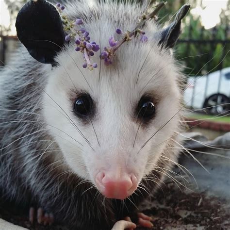 Petuia Possum | Baby possum, Cute animals, Possum aesthetic