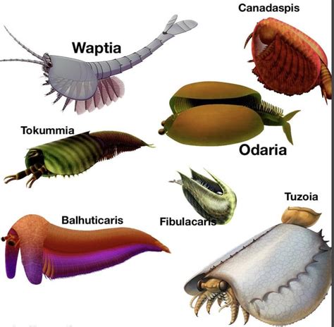 The diversity of the Hymenocarines : r/Naturewasmetal