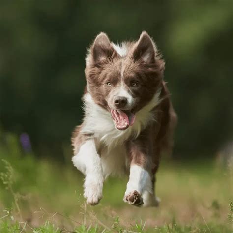 Should I get a Border Collie? (Beginner's Guide) - Dog Friendly Scene