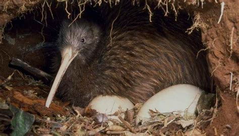 Kiwi, National New Zealand Bird - Blog In2English