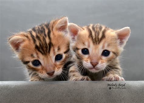 Available Bengal Kittens For Sale - BoydsBengals