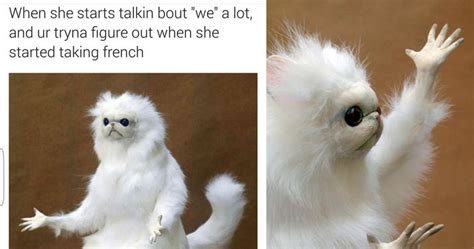 15 Hysterical Persian Cat Room Guardian Memes That Will Speak To Anyone