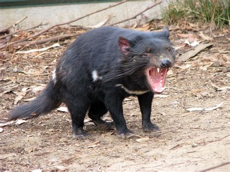 Tasmanian Devil Animals What Is The Habitat Of The Tasmanian Devil ...