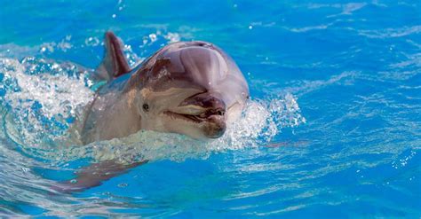 Dolphin Brain vs Human Brain: What Are the Differences? - A-Z Animals