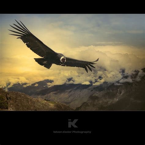 Andean Condor Birds Of Prey, Birds Flying, Andean Condor, African ...