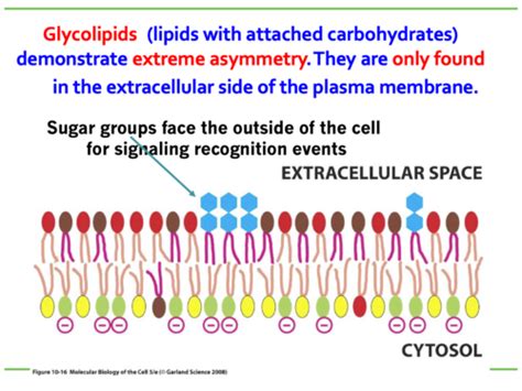 7.3 Lipid bilayer asymmetry, Lipid mobility and Dynamic fluidity ...