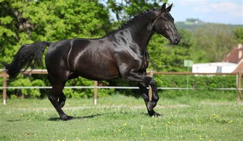 Dutch Warmblood Breed Profile | KWPN Horse - Helpful Horse Hints