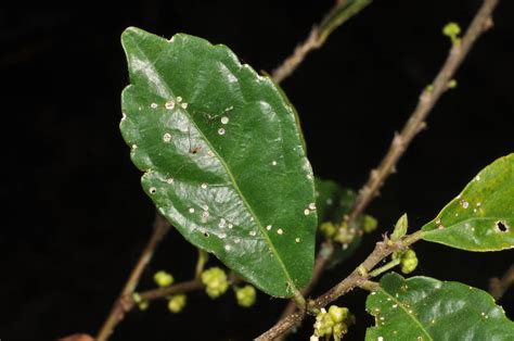 Streblus asper (Moraceae) image 97077 at PhytoImages.siu.edu