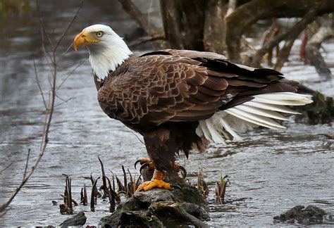 How America saved its iconic bird from extinction