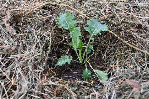 How To Save Kale Seeds + Don't Forget to Eat Those Pods