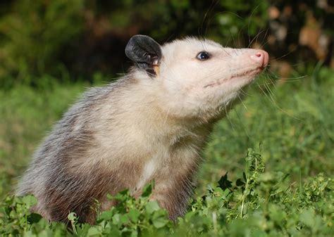 Virginia Opossum | Alexandria Zoo