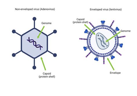 Viral Vectors 101: What is a Virus (and a Viral Vector)?