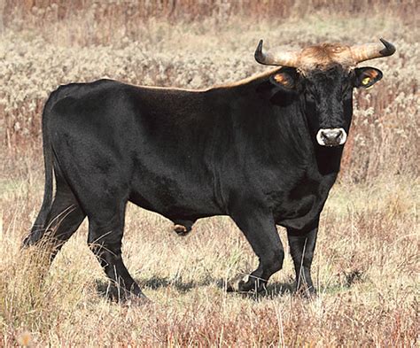 Heck Cattle: Origin, Characteristics, Uses, Photo