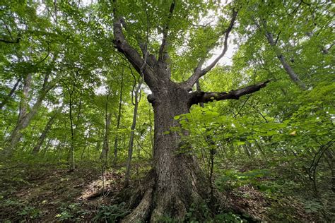 Lawsuit challenges plan to clearcut white oak in Wayne National Forest ...