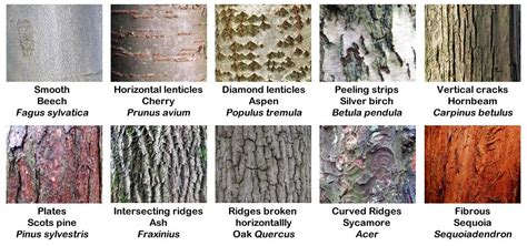 Tree Identification: A Guide to Tree Bark Texture