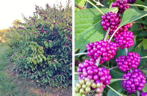 American Beautyberry (What Time is it in Nature) | American beauty ...