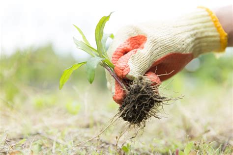 How to Manually Remove Weeds From Your Lawn - Gecko Green