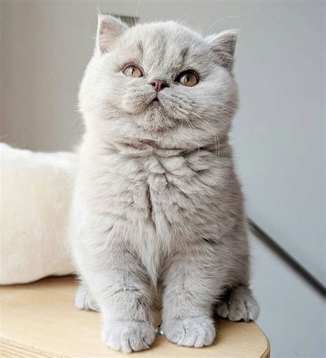 AYSUN🌙 #AYSUN #britishshorthaircats | Baby cats, British shorthair ...