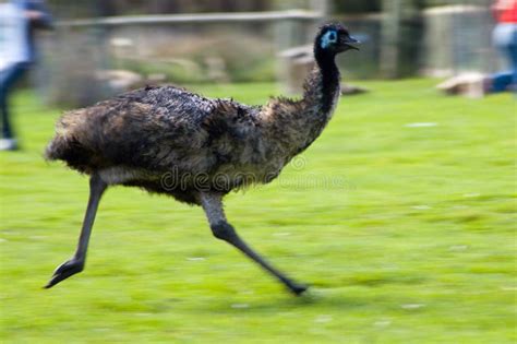 166 Emu Running Stock Photos - Free & Royalty-Free Stock Photos from ...