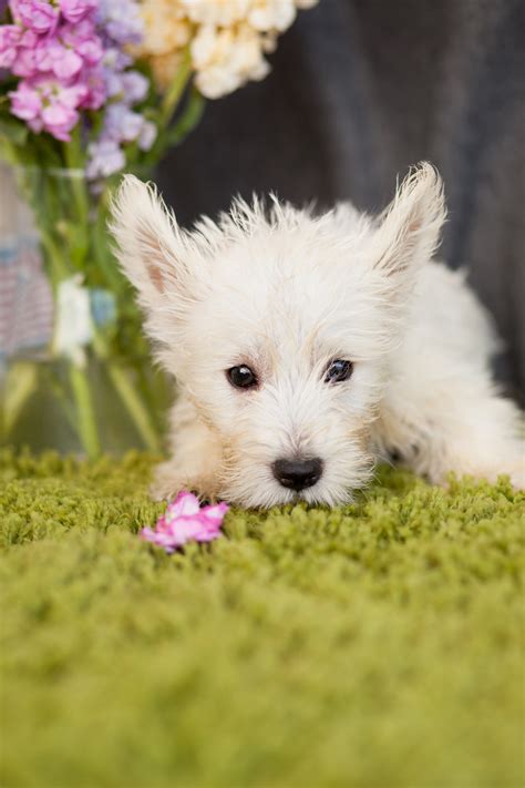 Westie Pups Really Cute – Kellys Kennels