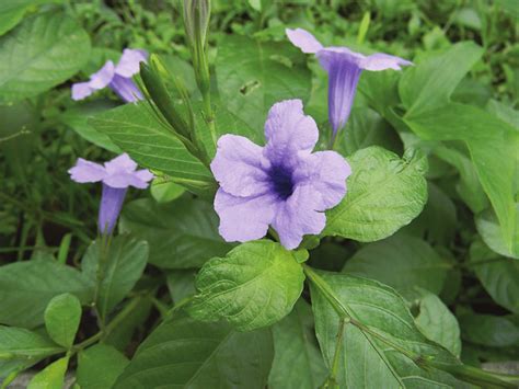 Acanthaceaea-Ruellia tuberosa L. (from: https://goo.gl/images/vk862o ...