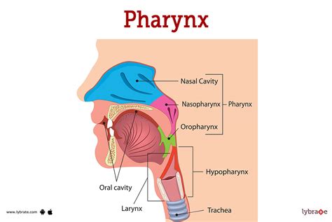 Pharynx (Human Anatomy): Picture, Functions, Diseases, and Treatments