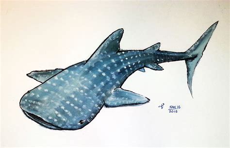 SleepyIllustrator | Shark art, Whale art, Shark illustration