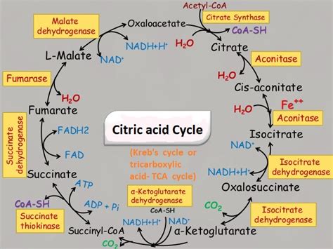 Citric acid Cycle - Bioscience Notes