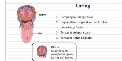 Apa fungsi faring laring dan trakea