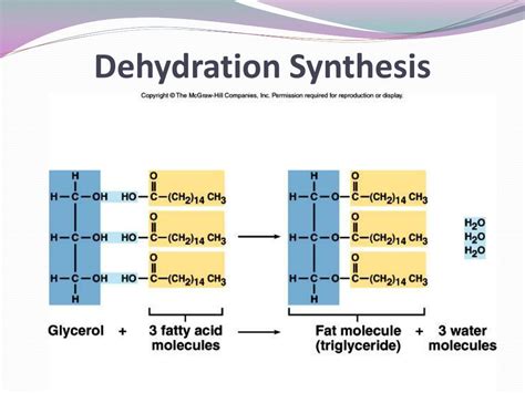 PPT - Lipids PowerPoint Presentation, free download - ID:2319499