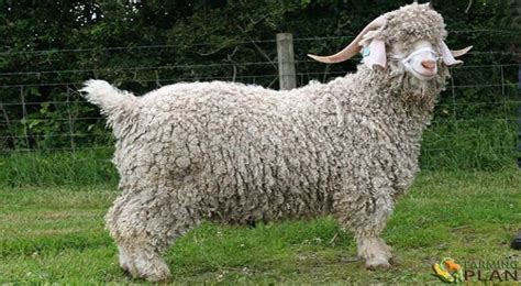 Angora Goat: Unique Mohair Breeds - Farming Plan