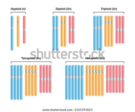 Haploid Tetraploid: Over 27 Royalty-Free Licensable Stock Vectors ...