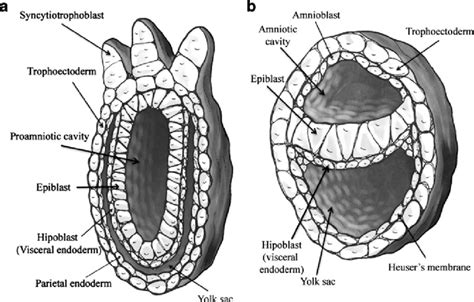 Drawings showing schematic mammalian embryos at the gastrula stage. a ...