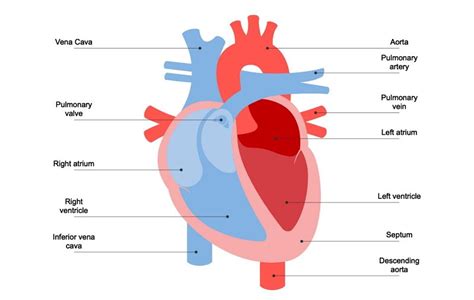 Understanding Human Heart with Heart Diagram | EdrawMax Online