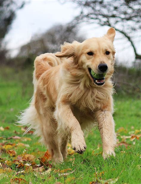 Golden Retriever runs with a tennis ball in his mouth, Lovely ...