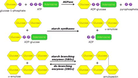 Modified-starch-ppt !!TOP!!