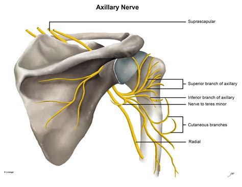 Suprascapular Nerve Palsy